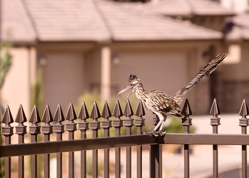 Neighborhood roadrunner - bit annoyed