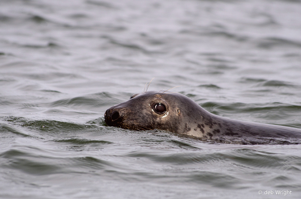 Harbor Seal - ID: 15952385 © deb Wright