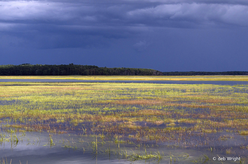 The Marsh - ID: 15952386 © deb Wright