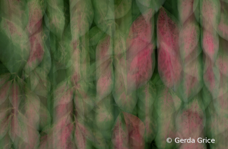 Red and Green Coleus Patch with ICM