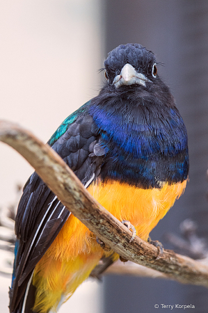 Green-backed Trogon