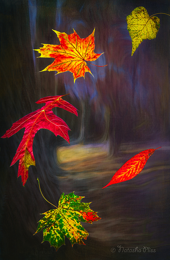 September 2021 Photo Contest Grand Prize Winner - Leaves