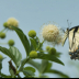 2Swallowtail - ID: 15951826 © Sherry Karr Adkins