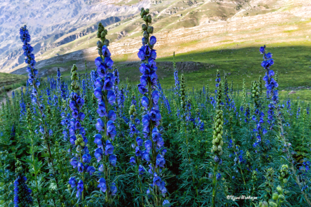 Wildflowers 