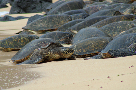 Ho'okipa Turtles