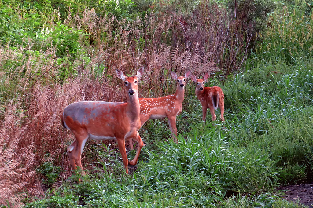 Mom And The Twins