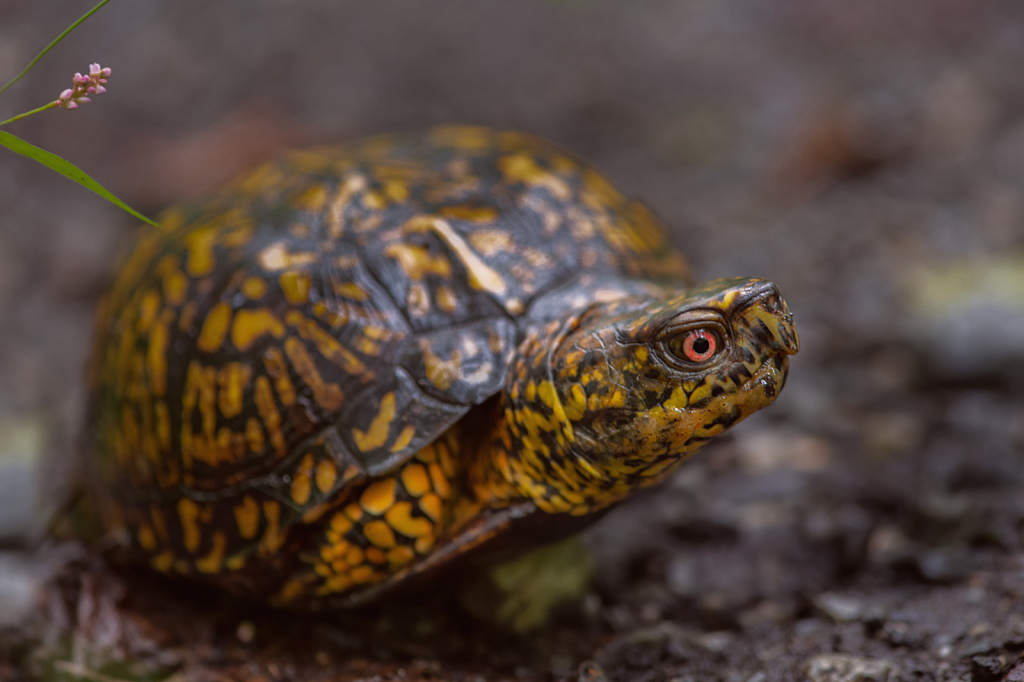 Eastern Box Turtle