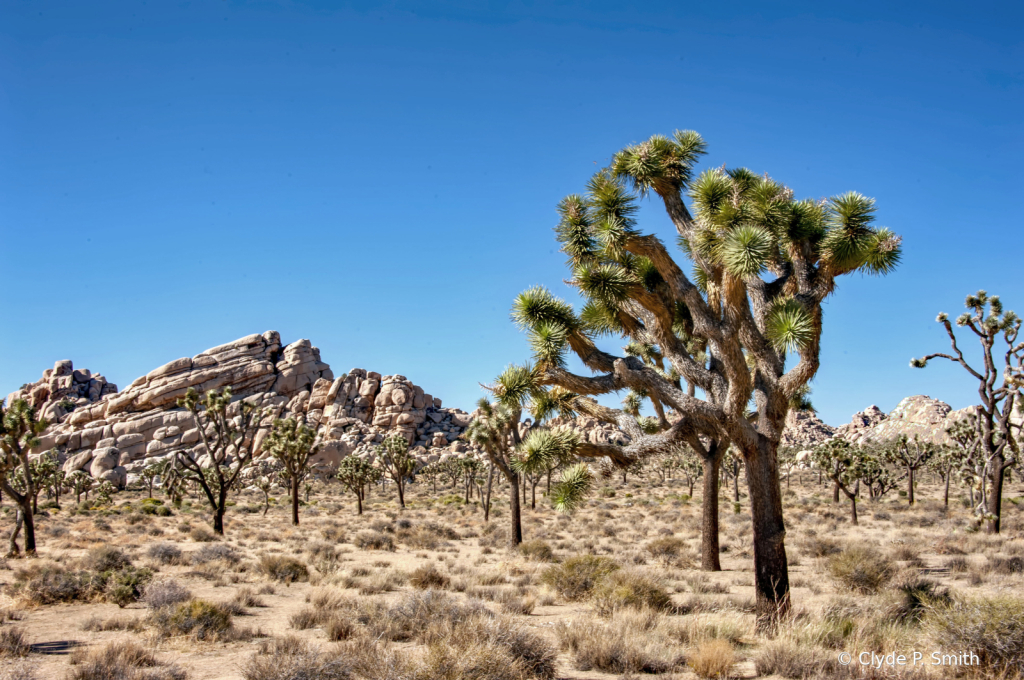 Joshua Tree National Park - ID: 15951963 © Clyde Smith