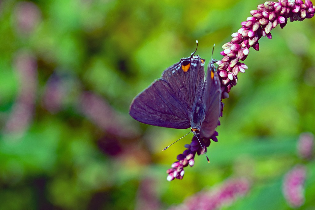 Banded Hairstreak Butterfly