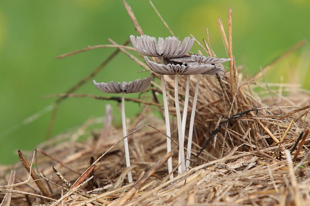 Mushrooms on a Hay bale