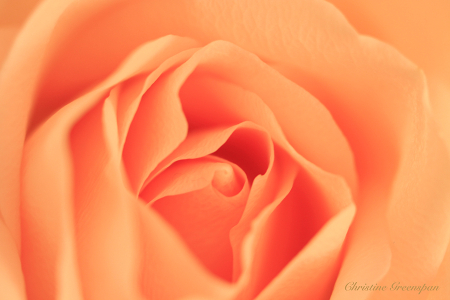 Peach Rose