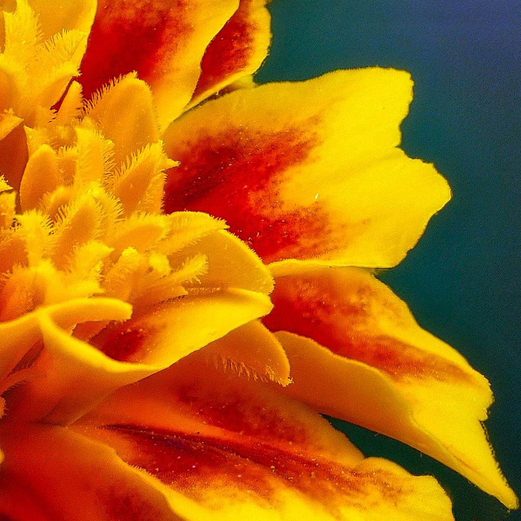Marigold - ID: 15952014 © Janet Criswell
