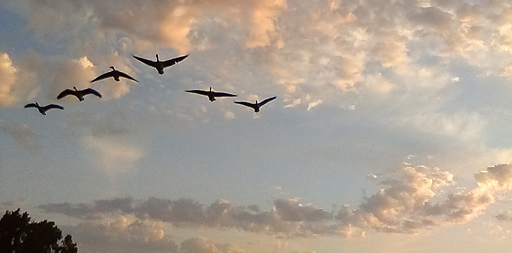 Flying geese