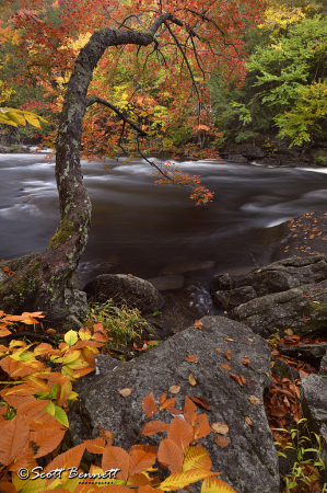 Oxtongue Rapids in Autumn