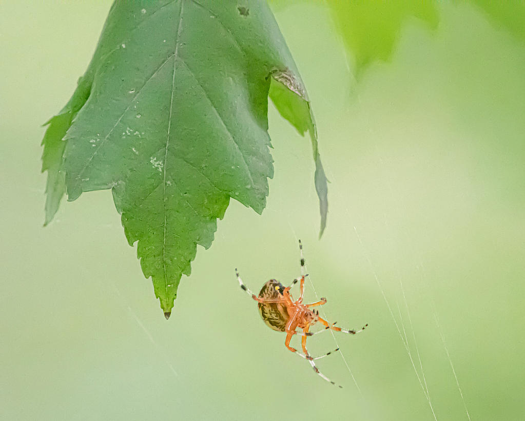 Giant Marbled Orb Weaver