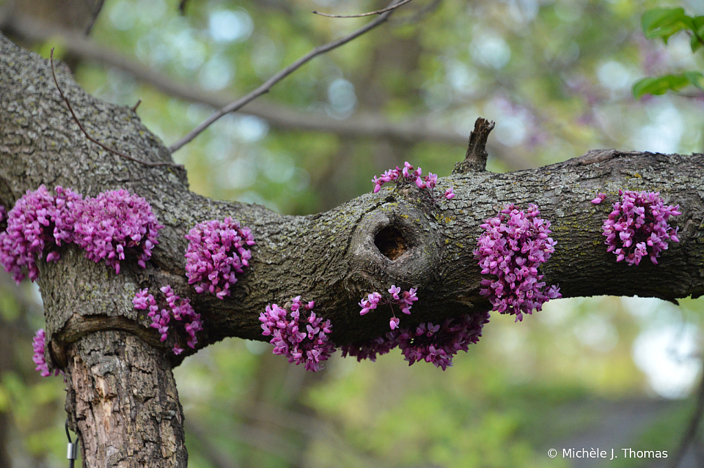 Spring!!