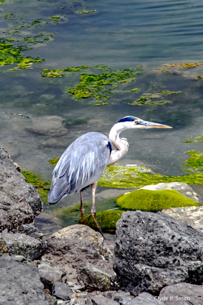 Blue Heron  - ID: 15952729 © Clyde Smith
