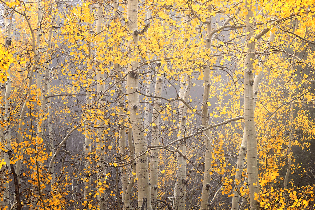 Aspen Forest