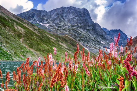 Wildflowers by the Lake