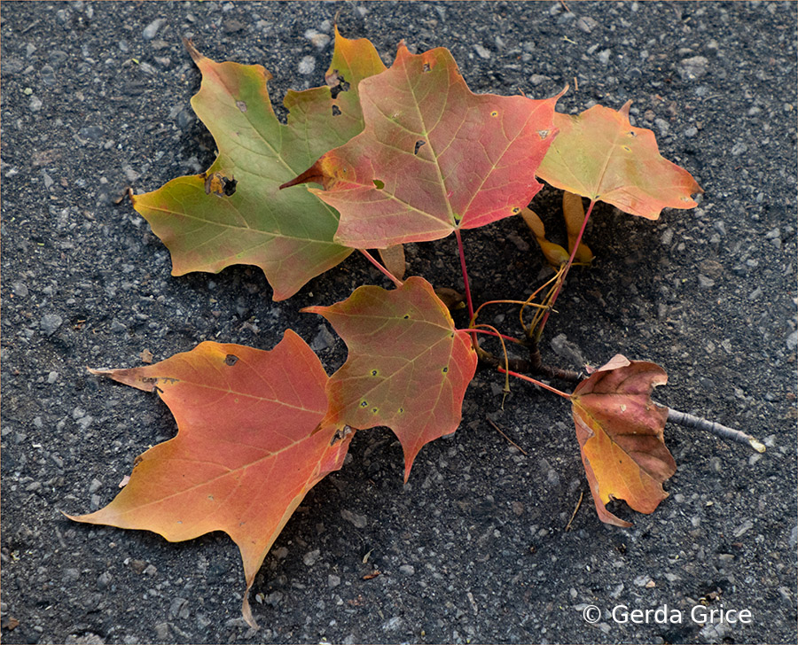 Fallen on the Path