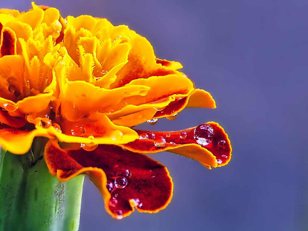 Remembering Warm Summer Showers - ID: 15952784 © Janet Criswell