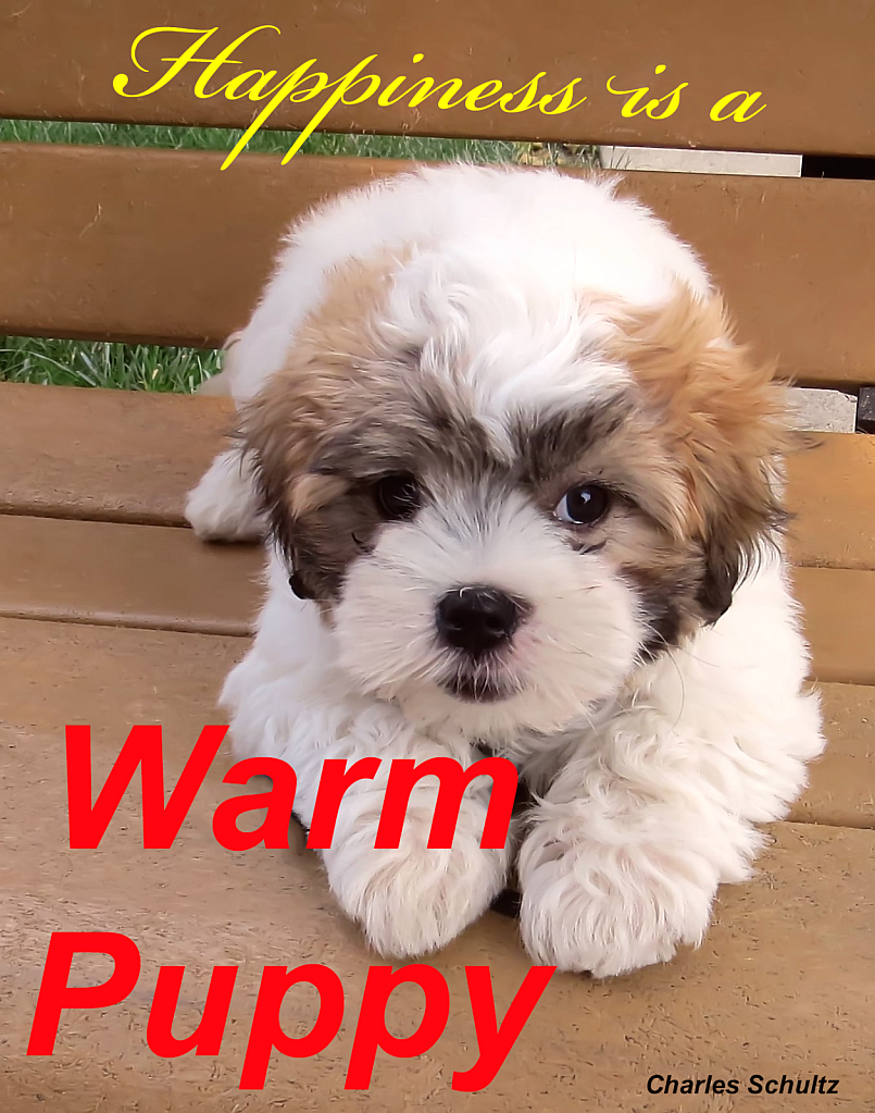 Happiness Is A Warm Puppy
