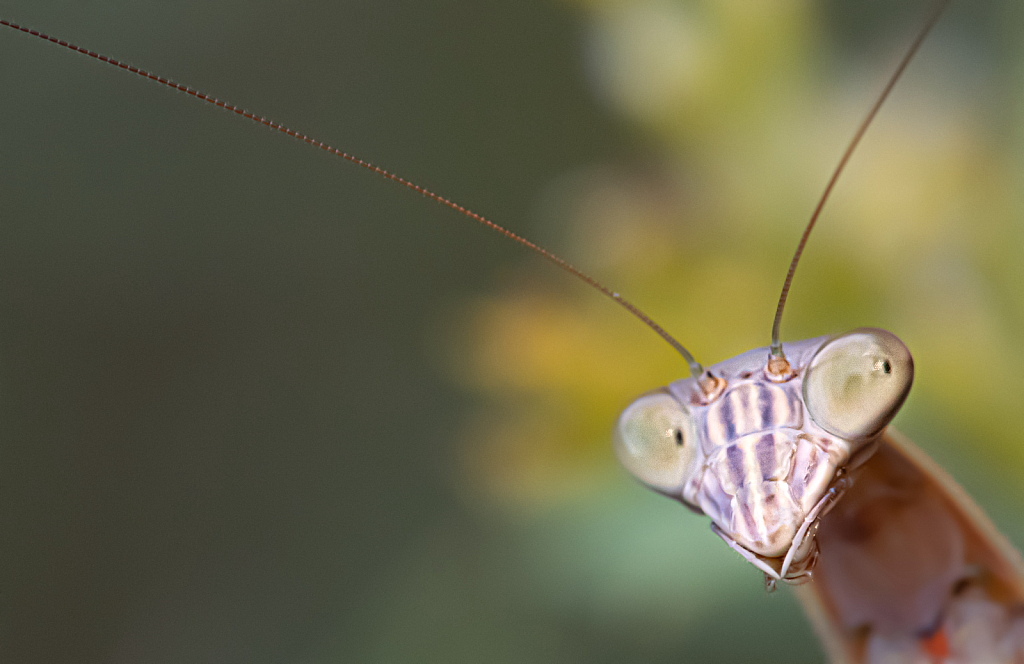 The Face of the Praying Mantis