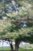 Painterly Trees