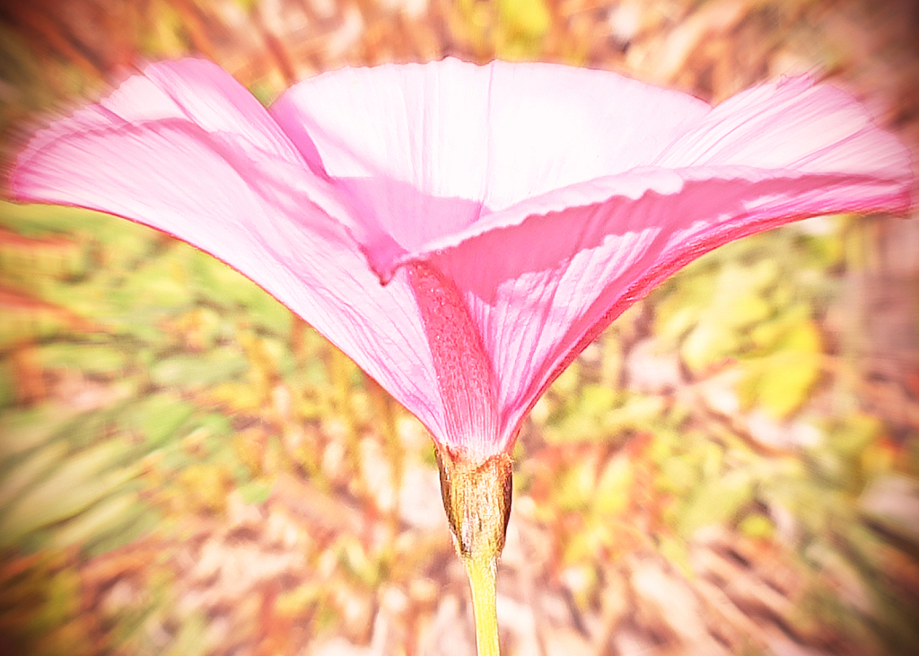 Flower Petals in motion.