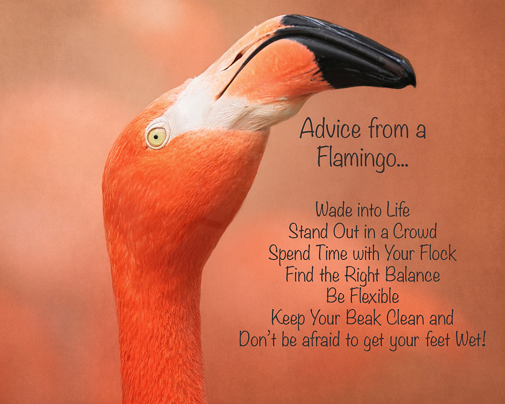 Flamingo Advice...
