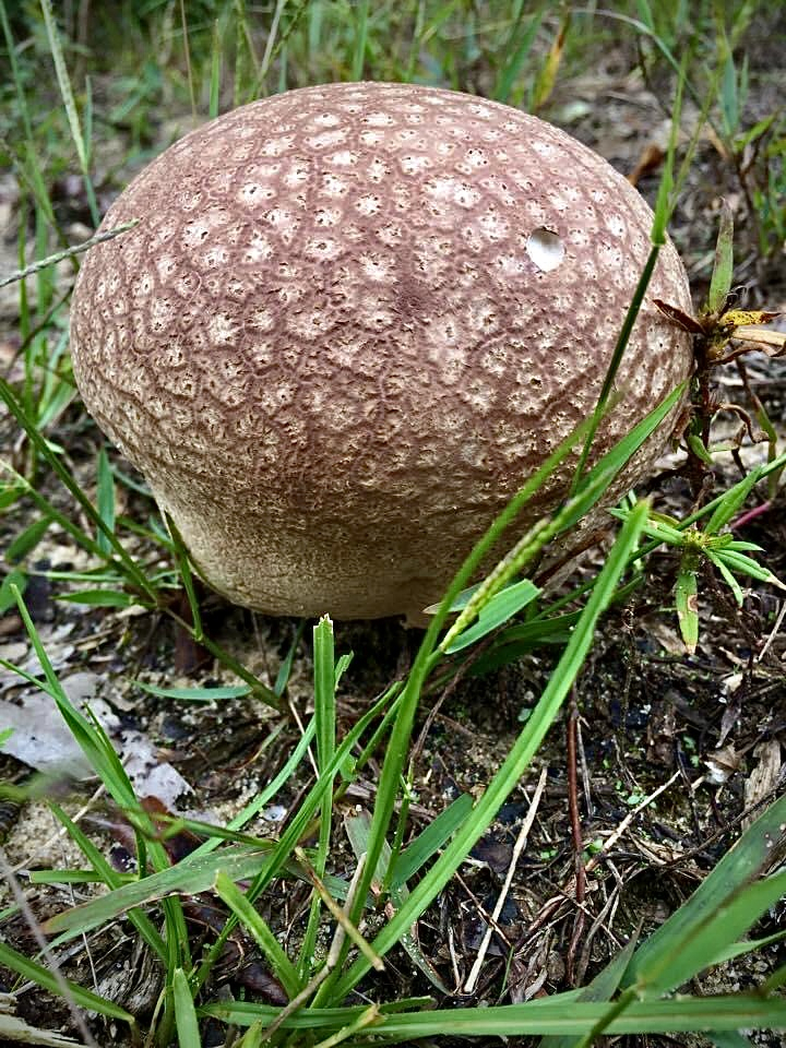 Dusky Puffball Fungus - ID: 15952941 © Elizabeth A. Marker
