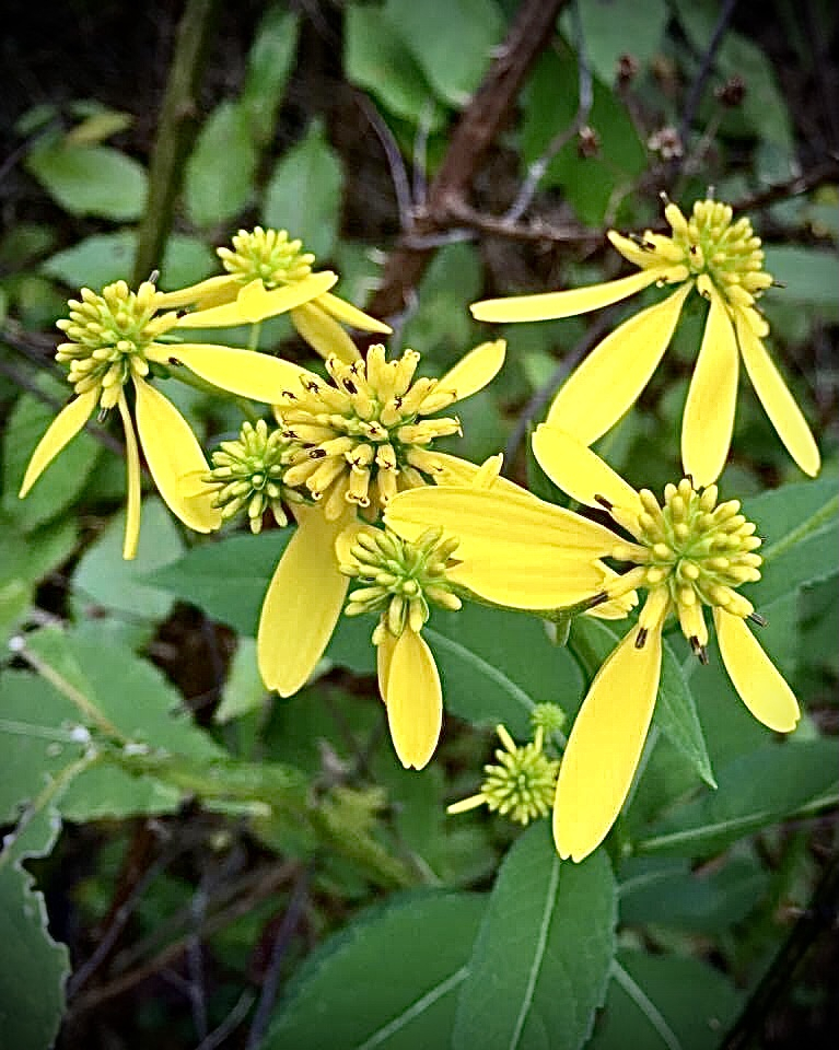 Wingstem/ Yellow Ironweed - ID: 15952942 © Elizabeth A. Marker