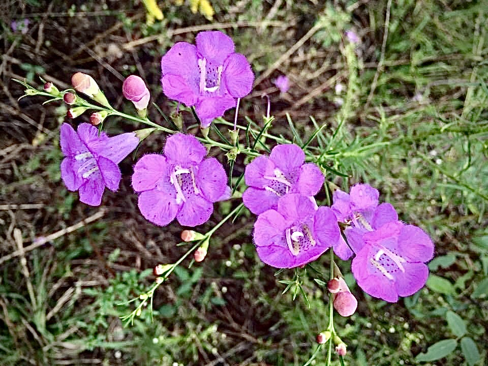 Purple gerardia - ID: 15952943 © Elizabeth A. Marker