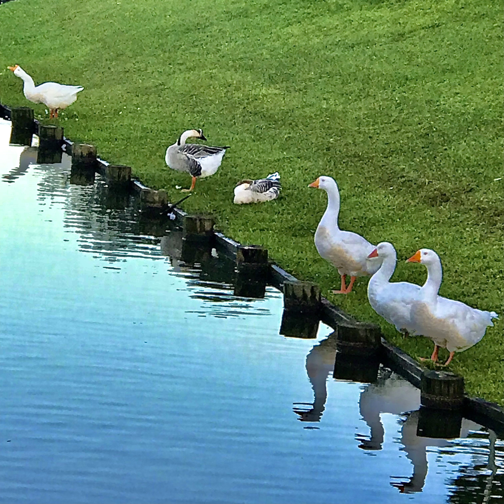 Ducks in a row - ID: 15952949 © Elizabeth A. Marker