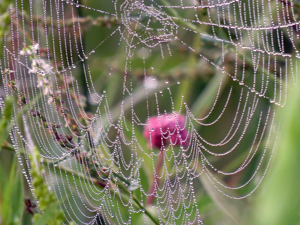 Web Over Pink Flower