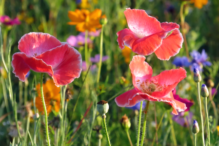 Poppies Plus