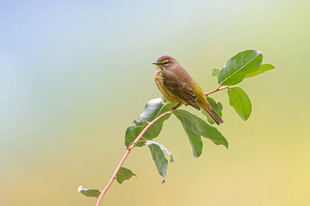 Sceptacle Palm Warbler