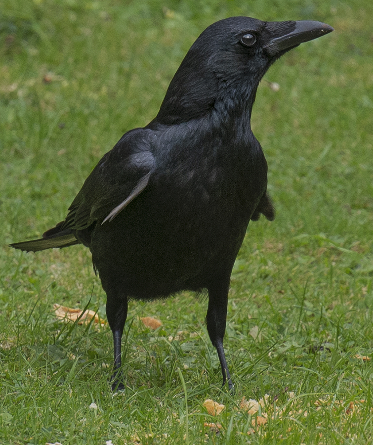 English crow!