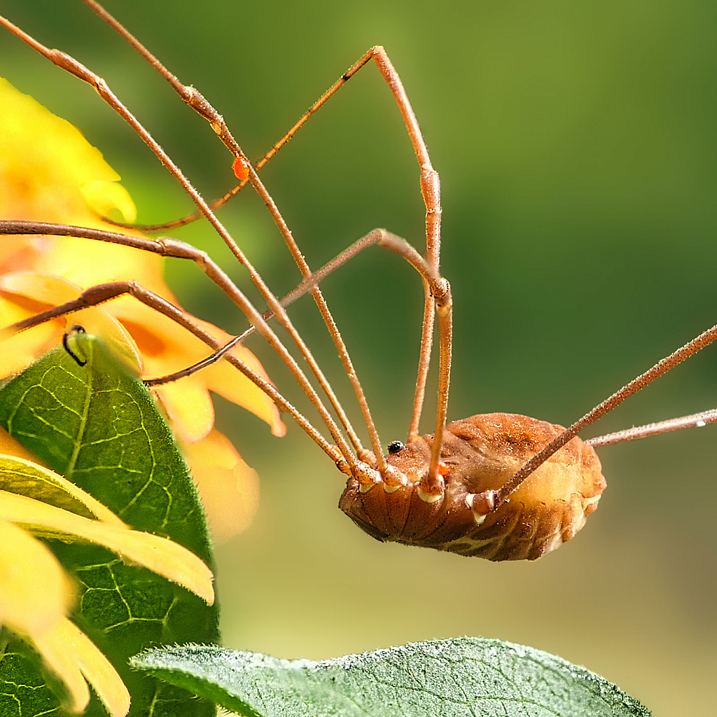 Daddy Long Legs - ID: 15952988 © Janet Criswell