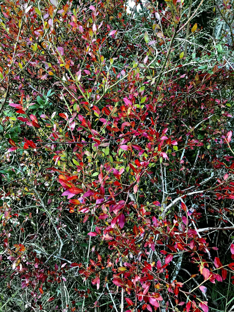 Burst of fall color - ID: 15953148 © Elizabeth A. Marker