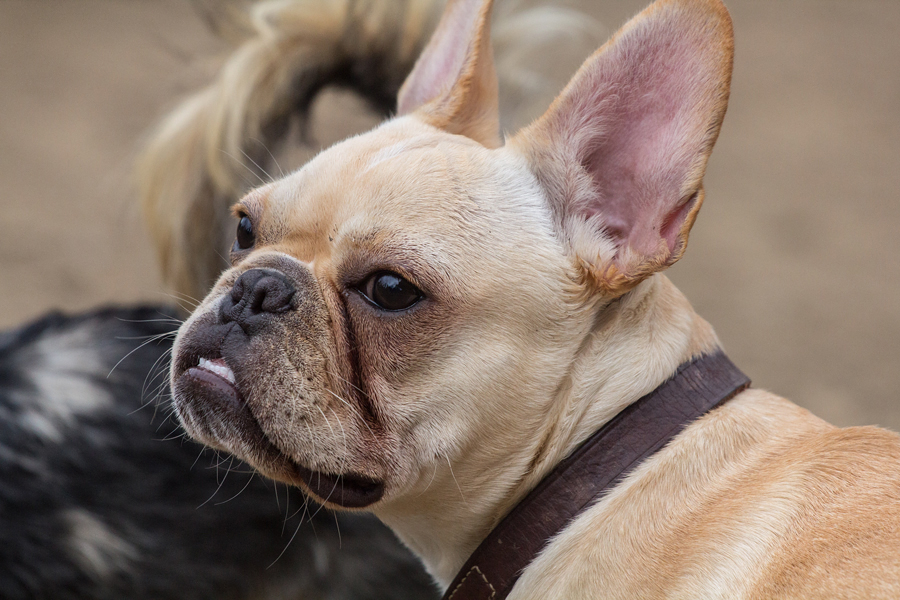 French Bulldog