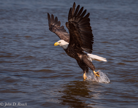 Eagle Catches a Fish
