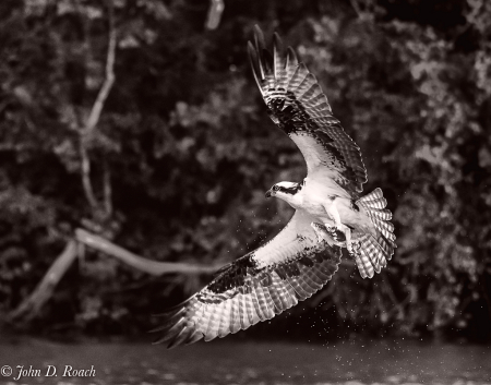 Osprey with Fish