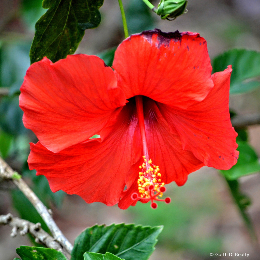Hibiscus the State Flower of Hawaii 