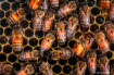 Bees Under Glass