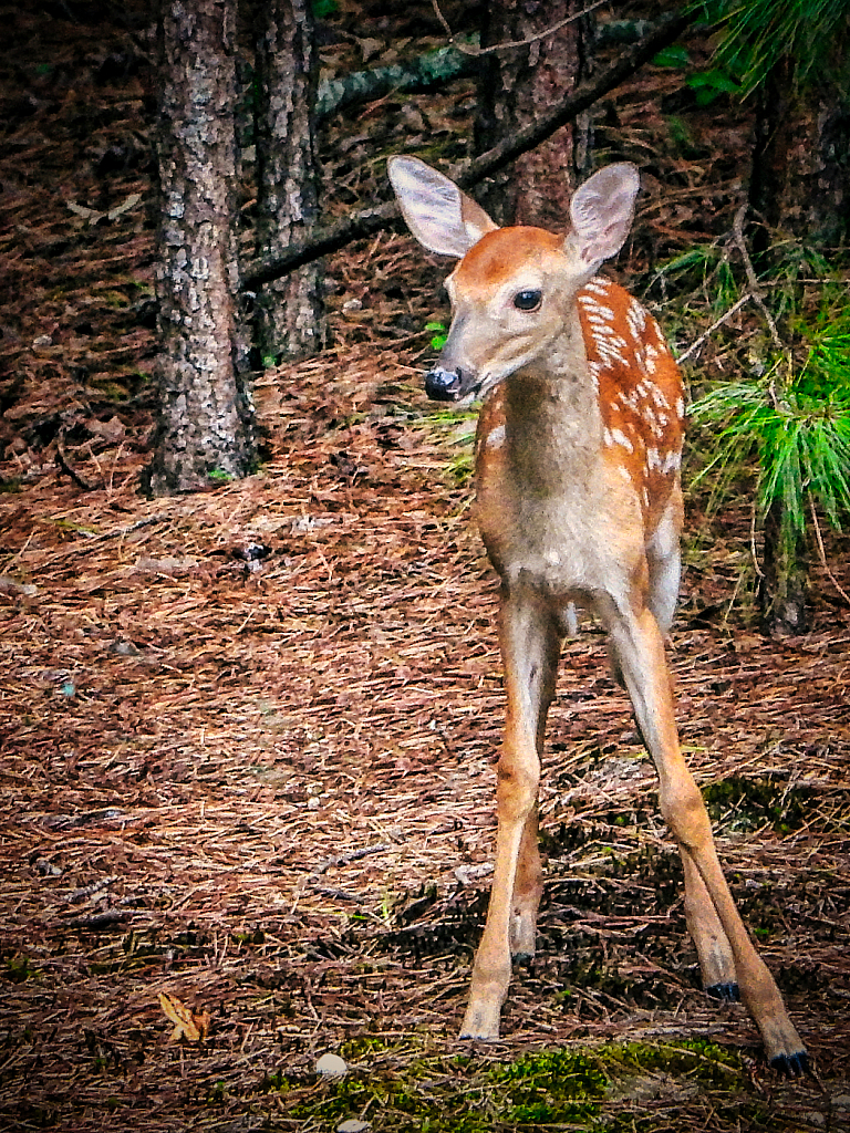 Bambi - ID: 15953194 © Janet Criswell