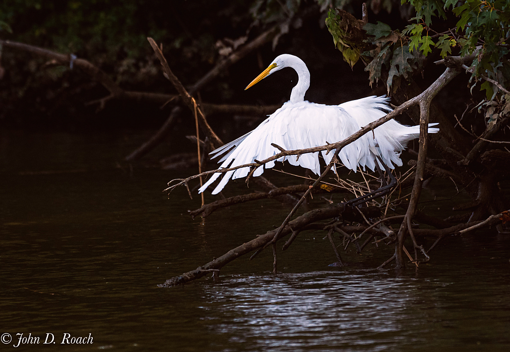 Egret Landing