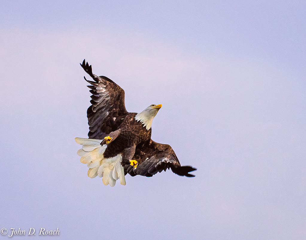 Swept Winged Fighter