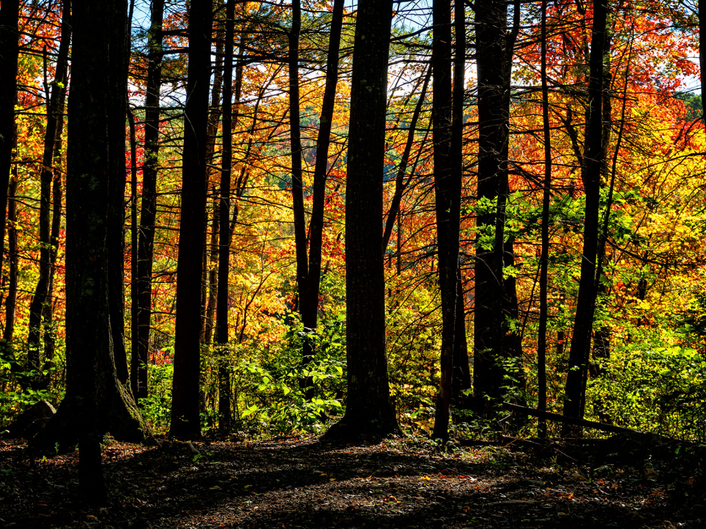 Through Autumn Woods