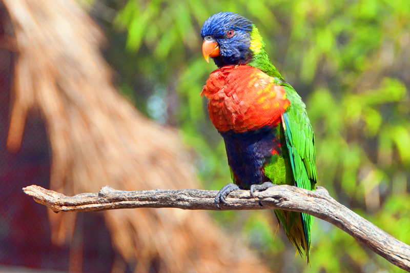 Pretty Bird - ID: 15953669 © Kelley J. Heffelfinger